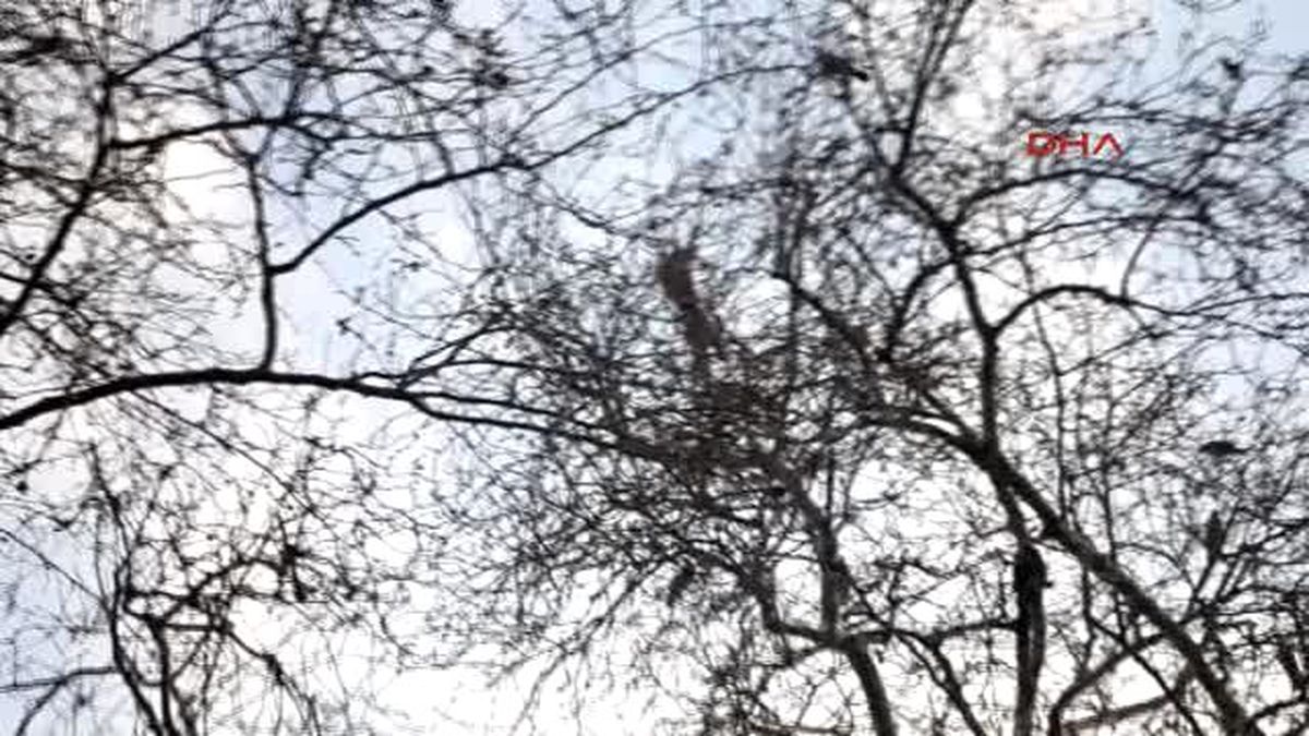 Çanakkale Kaçan Papağanını İtfaiye Ekipleri Yakaladı