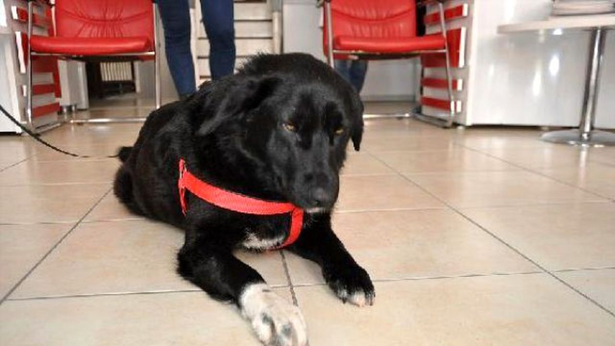 Çöplükteki Sokak Köpeğine, ABD\'deki Türk Sahip Çıktı