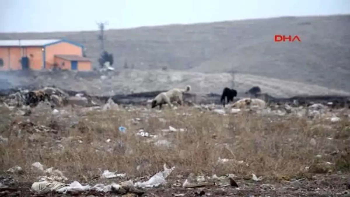 Çöplükteki Sokak Köpeğine, ABD\'deki Türk Sahip Çıktı