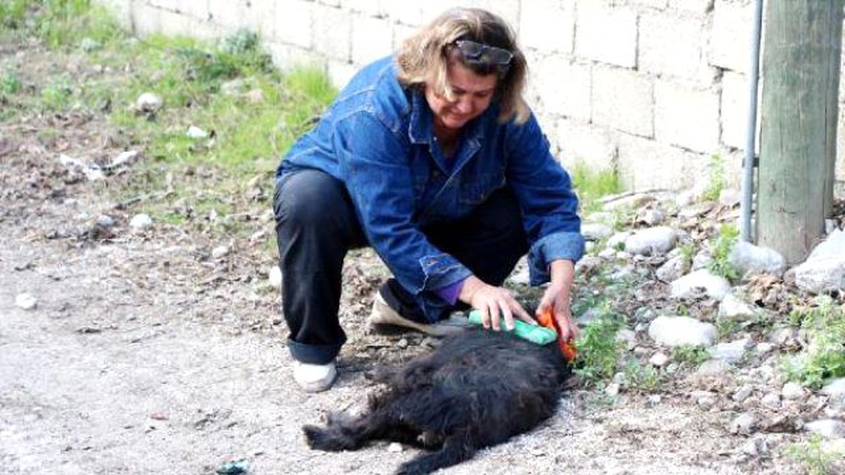 Motosikletin Çarptığı Köpeğinin Başında Ağladı