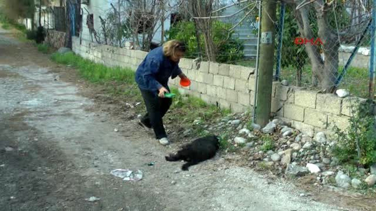 Motosikletin Çarptığı Köpeğinin Başında Ağladı
