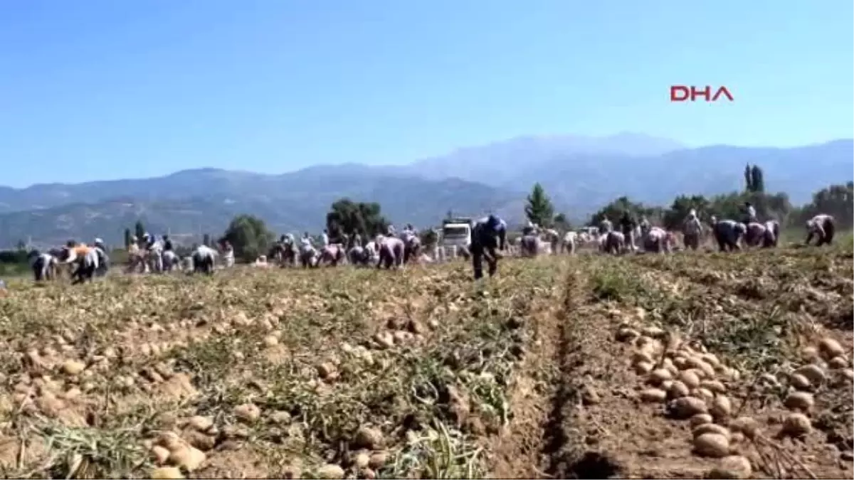 Ödemişli Patates Üreticisinin Derdi Durgunluk -1