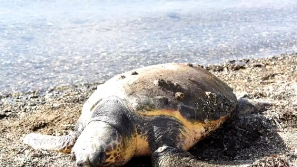 Aliağa Sahilinde Ölü Caretta Caretta Bulundu