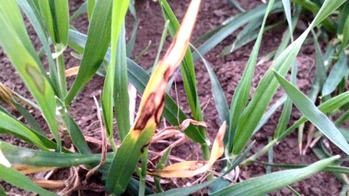 Başkan Turanlı, Septoria Hastalığı\'na Dikkat Çekti