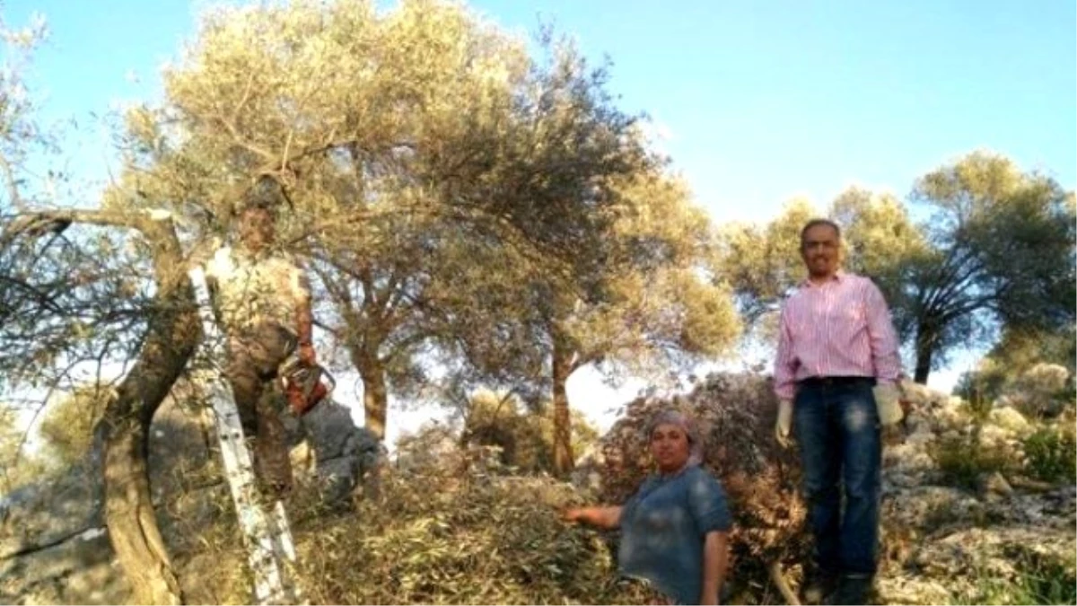 Dalaman'da Zeytin Gençleştirme ve Budama Gösterisi