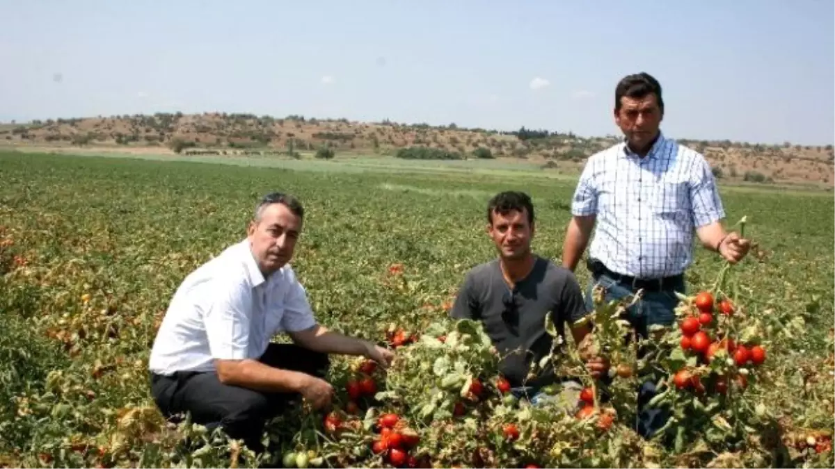 Domates Üreticisi Fiyatlardan Memnun Değil