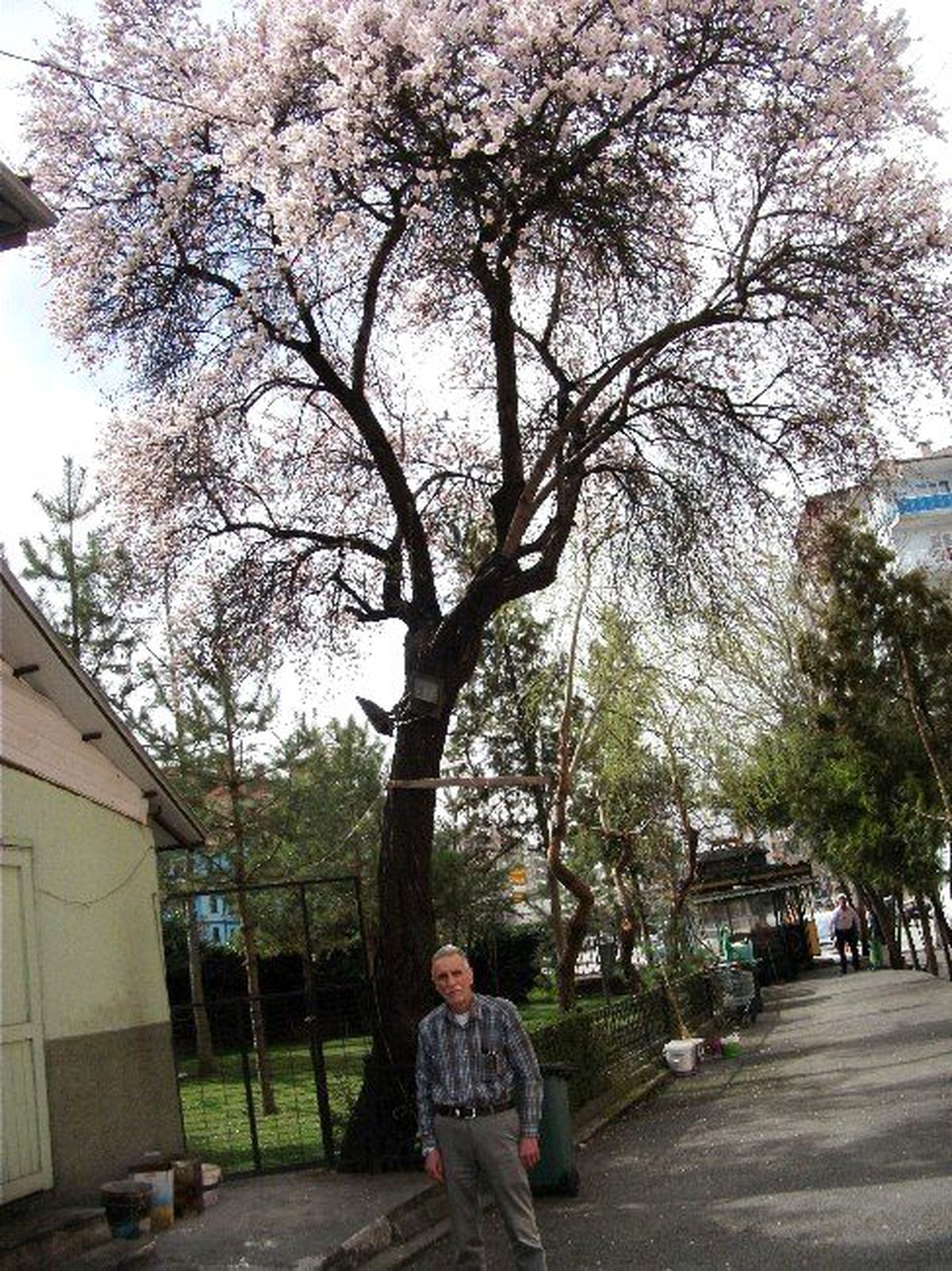 70 Yıllık Badem Yalancı Baharda Çiçek Açtı
