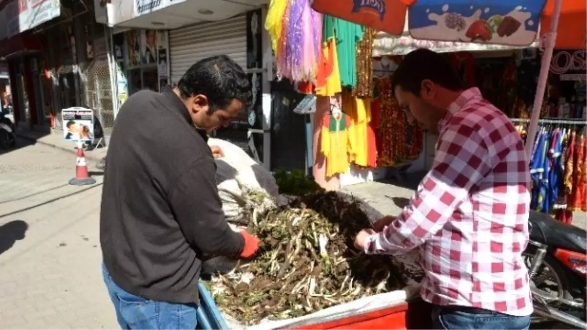 Baharın Müjdecisi Kenger Otu Pazara İndi