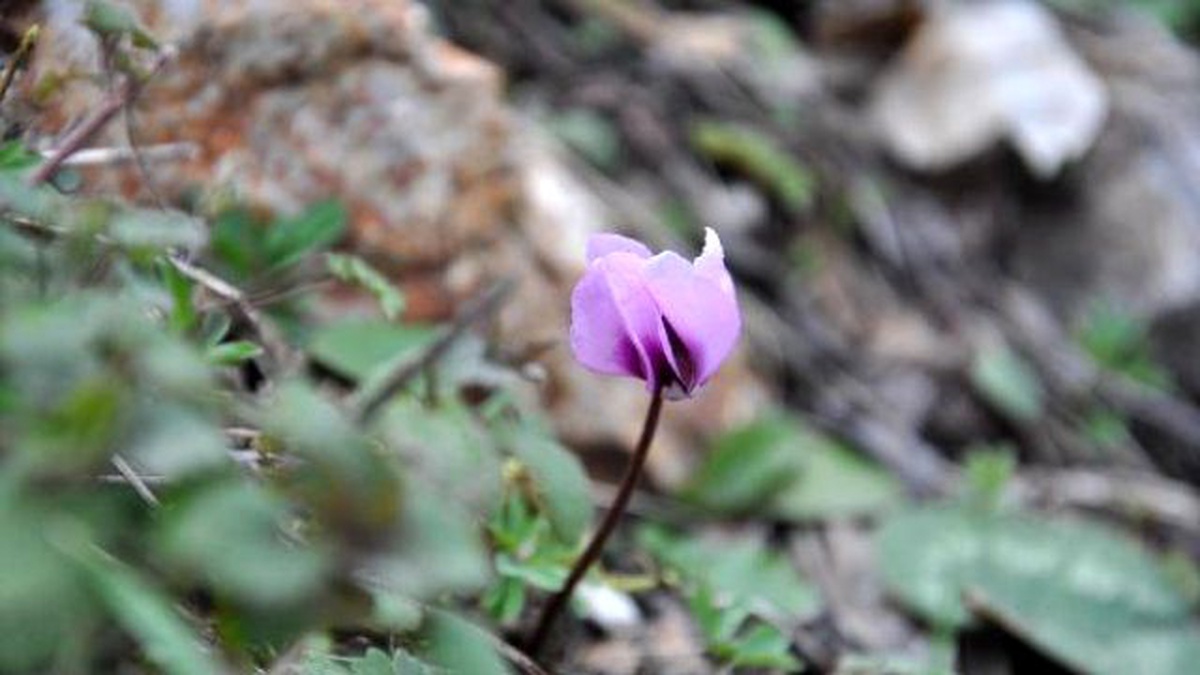 Biyo-kaçakçılığa\' Karşı Eğitim Seferberliği