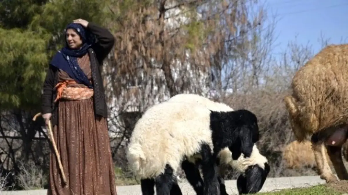 Göçerlerin Yayla Yolculuğu Başladı