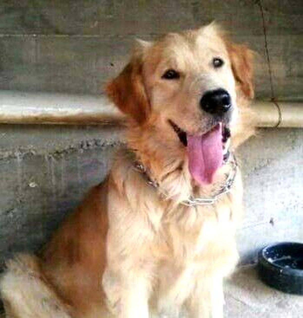Kayıp Köpeğini Arıyor