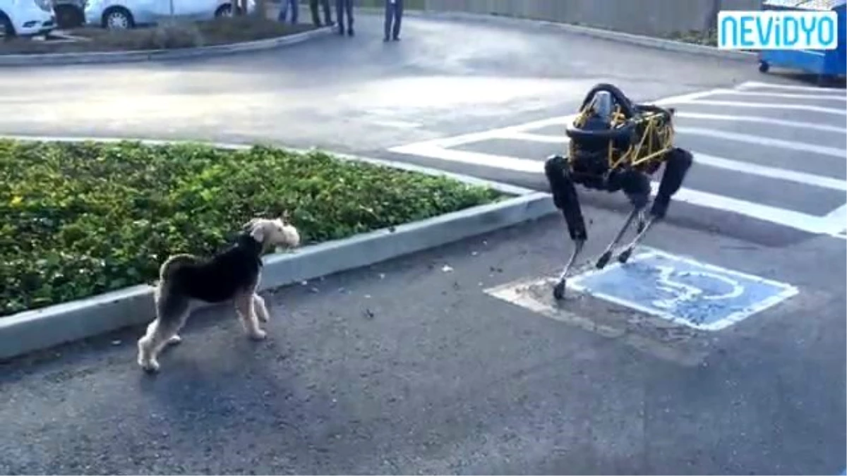Robotla Köpeğin Mücadelesi