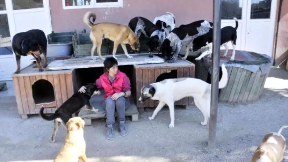 Sahipsiz Hayvanlar İçin Antalya\'da Satın Aldığı Arsaya Barınak Yaptı