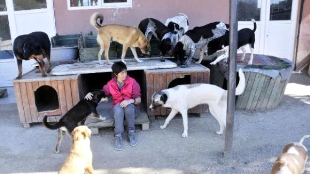 Sahipsiz Hayvanlar Icin Antalya Da Satin Aldigi Arsaya Barinak Yapti Son Dakika