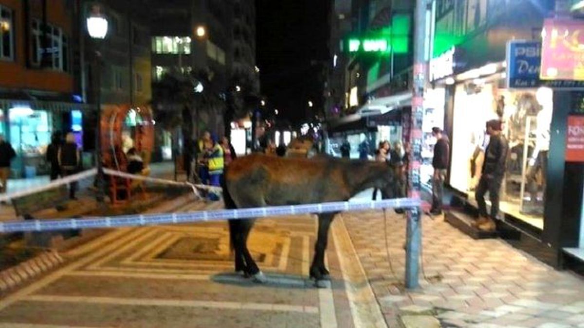 Atın Etrafına Güvenlik Şeridi Çektiler