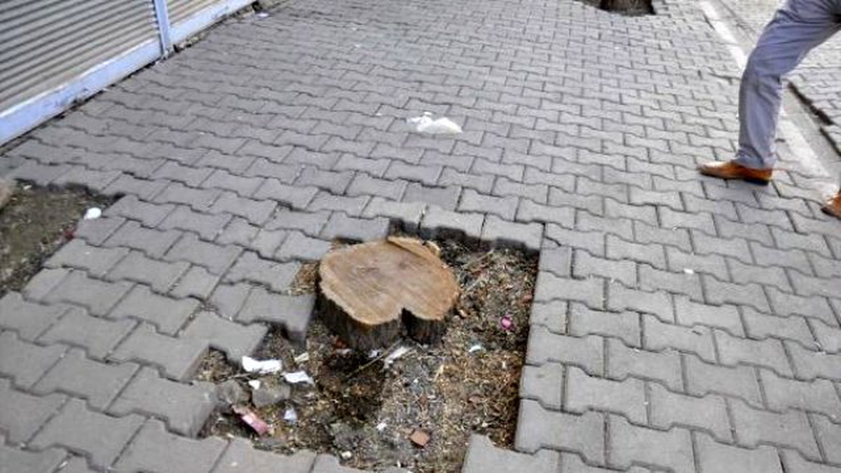 Evinin Önündeki Ağacı Kesen Vatandaşa 30 Fidan Dikme Cezası