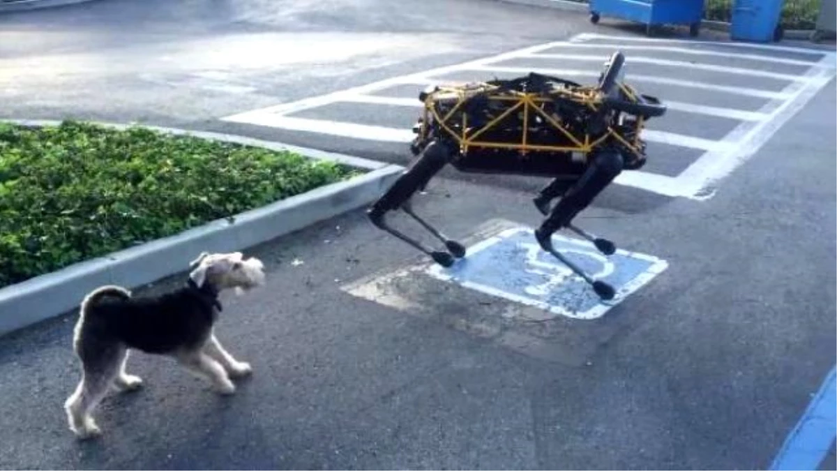 Gerçek Köpek Fido\'nun, Google\'ın Robot Köpeği Spot ile İmtihanı