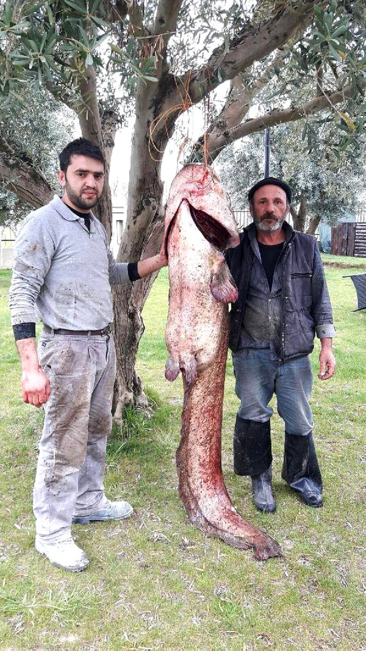 İznik Gölü\'nde 2 Metre Boyunda Yayın Balığı Yakalandı