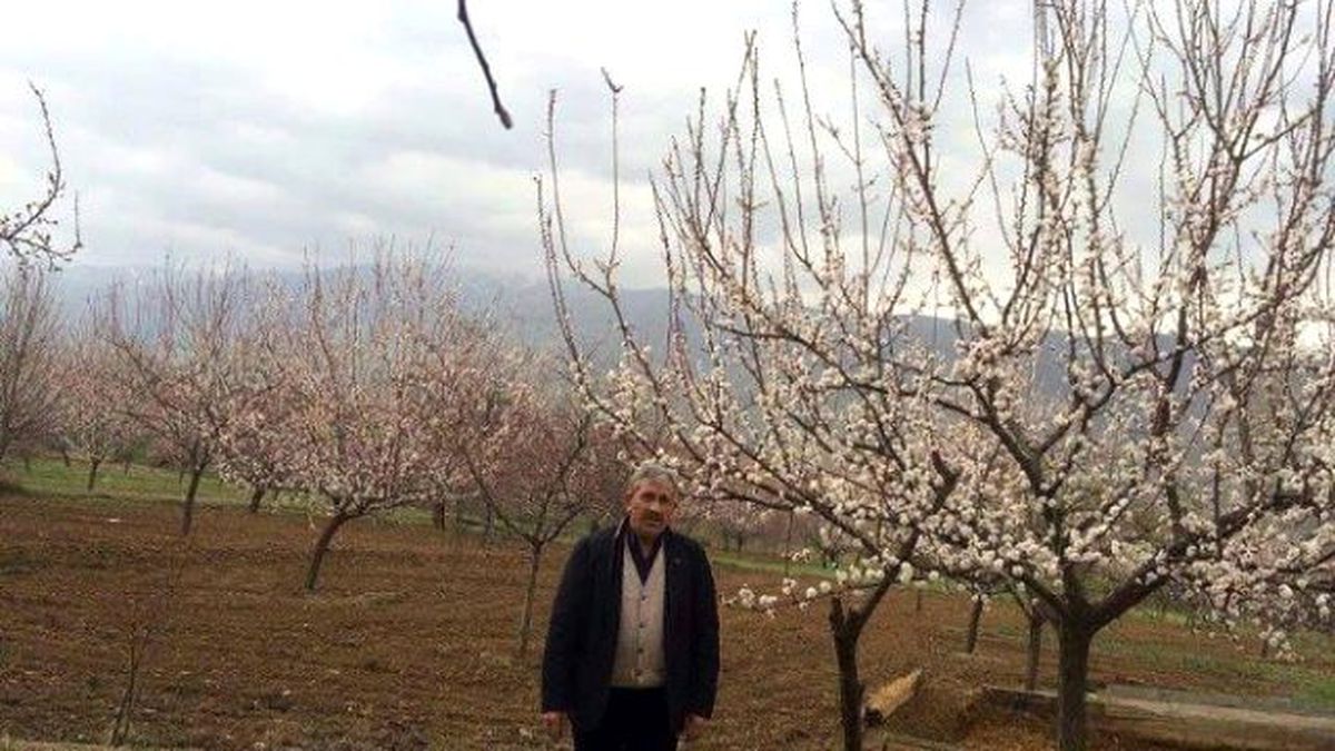 Kayısı Çiçek Açtı, Üretici Tedirgin