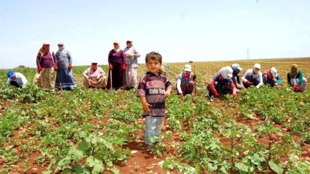 Mevsimlik Tarım İşçilerinin Yevmiye Bedelleri Belli Oldu