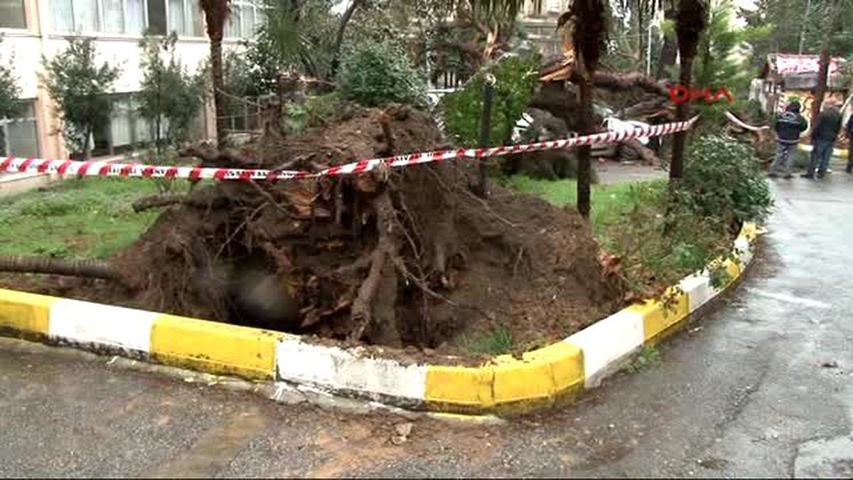 Okul Bahçesinde Dev Çam Ağacı Devrildi: Araçlar Hasar Gördü