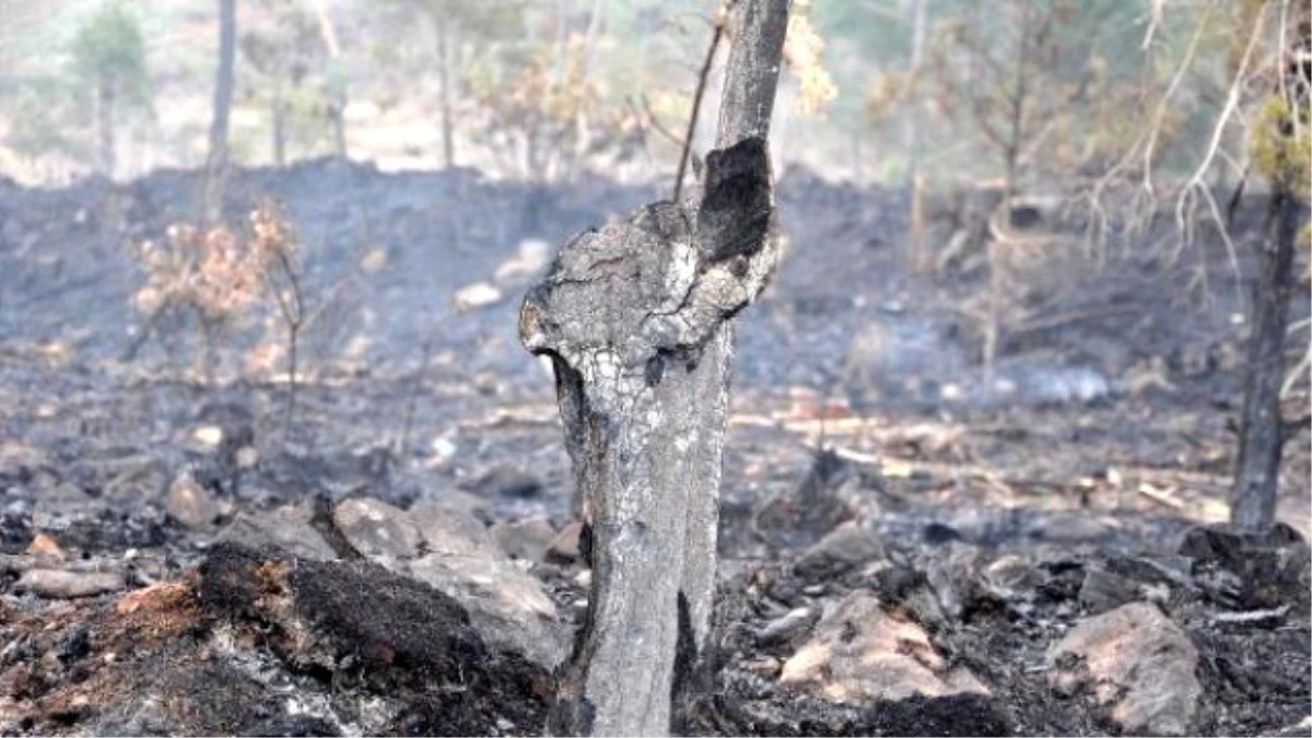 Osmaniye\'de 10 Hektar Orman Yandı