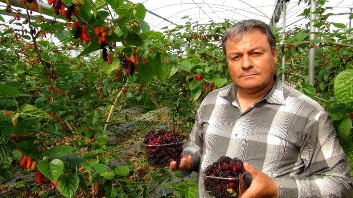Yılın İlk Karadut Hasadı