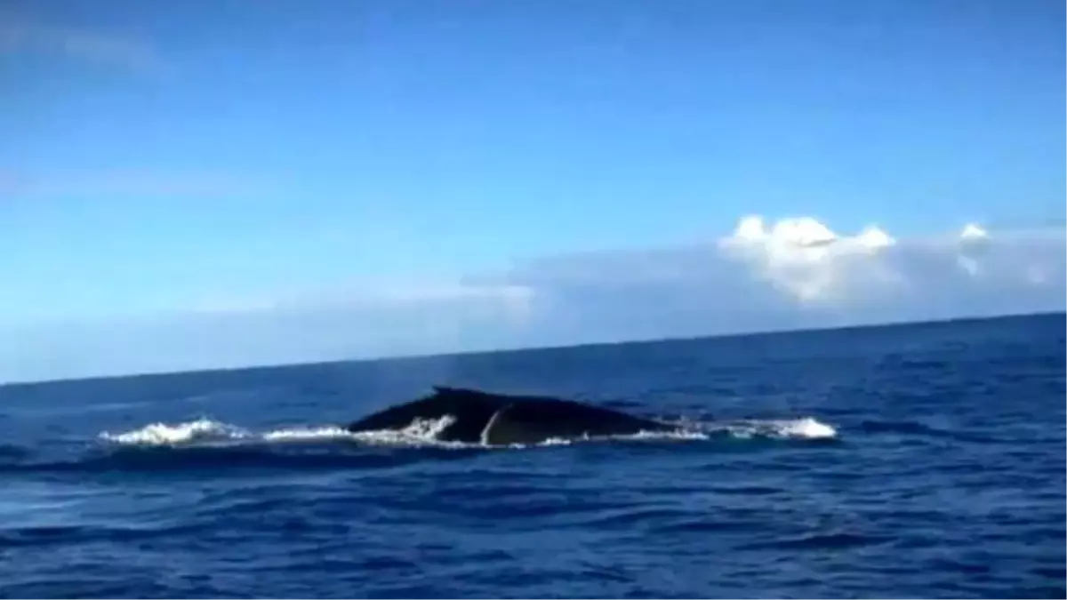 Survivor'da Ünlülerin Teknesine Yaklaşan Balina Korkuttu