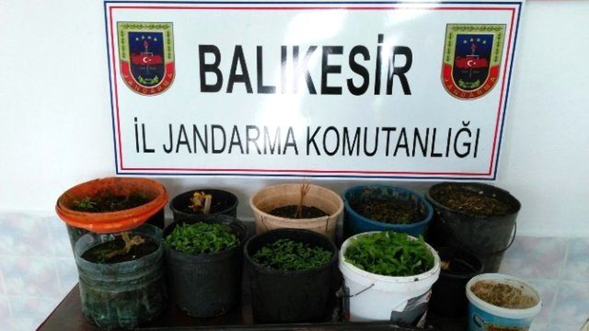 Uyuşturucuları Saksıya Diktiler