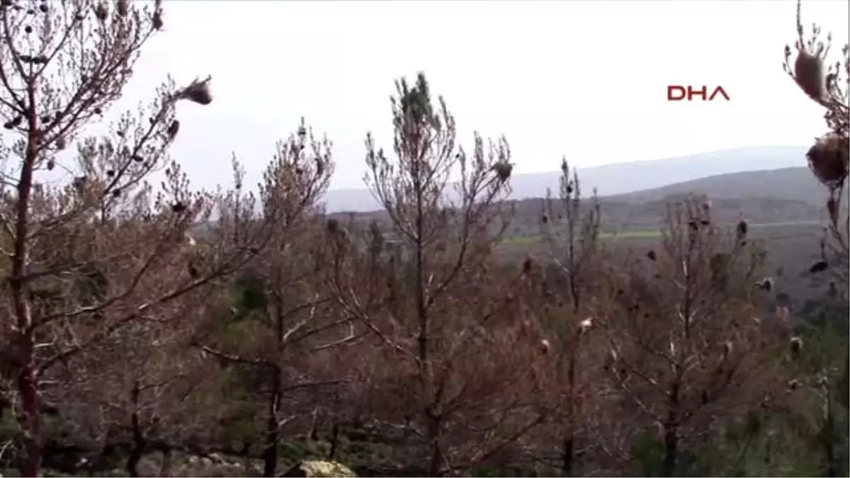 Çanakkale Ormanlık Alanı Önce Yangın Şimdi İse İlgisizlik Kurutuyor