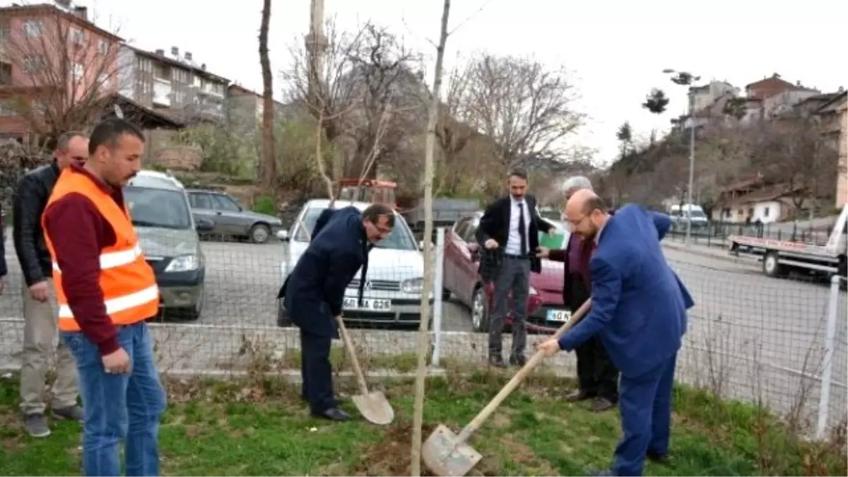 Danişmentliler\'in Başkenti Çınar Ağaçlarıyla Donatılıyor