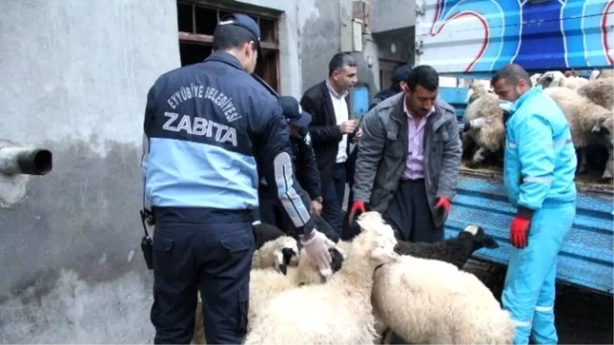 Kent Merkezindeki Hayvanlar Şehir Dışına Tahliye Ediyor