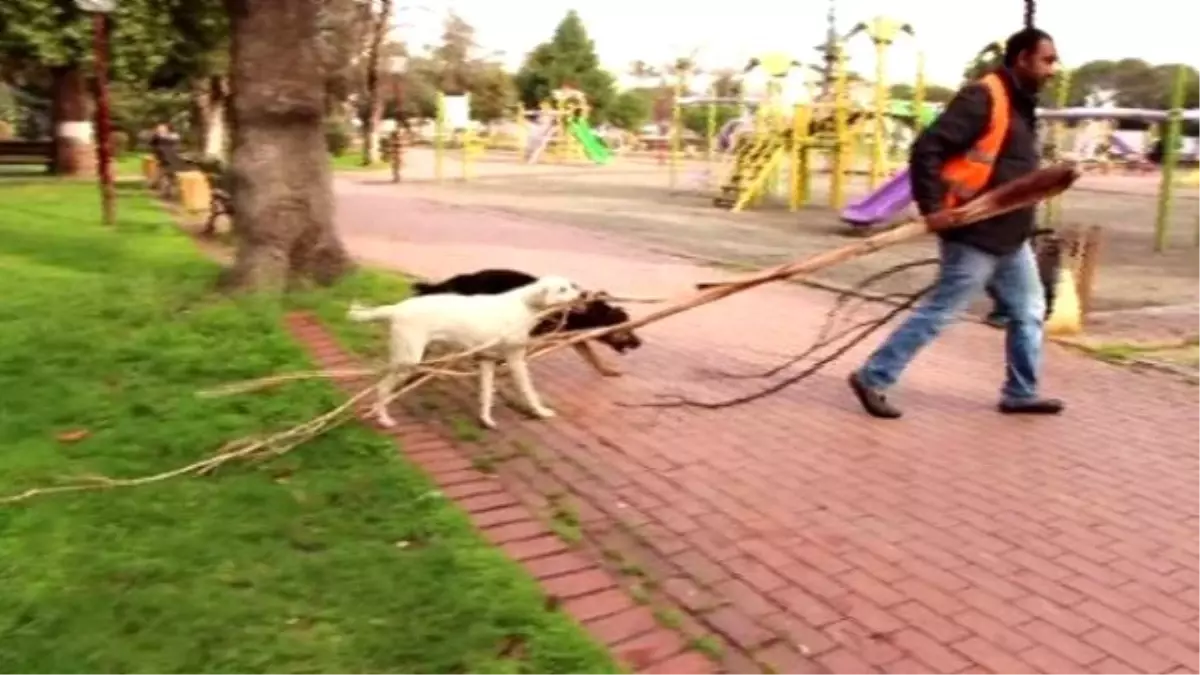 Köpeklerin Park Görevlisiyle İnatlaşması