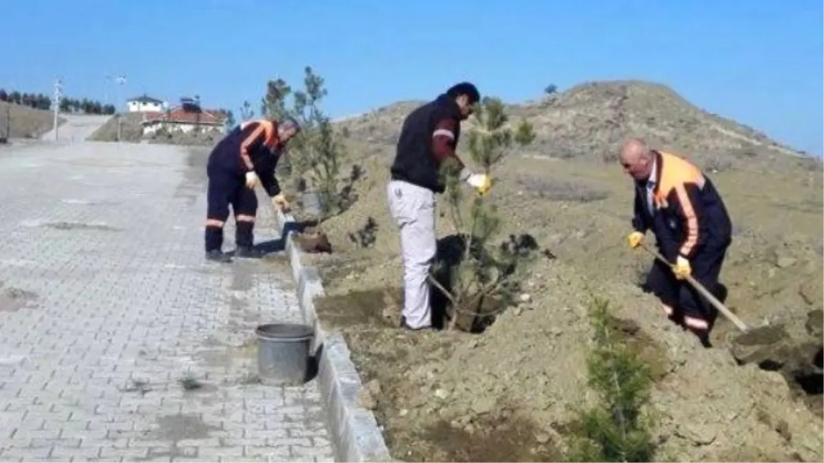 Yemyeşil Bir Sungurlu İçin Çalışmalar Başladı