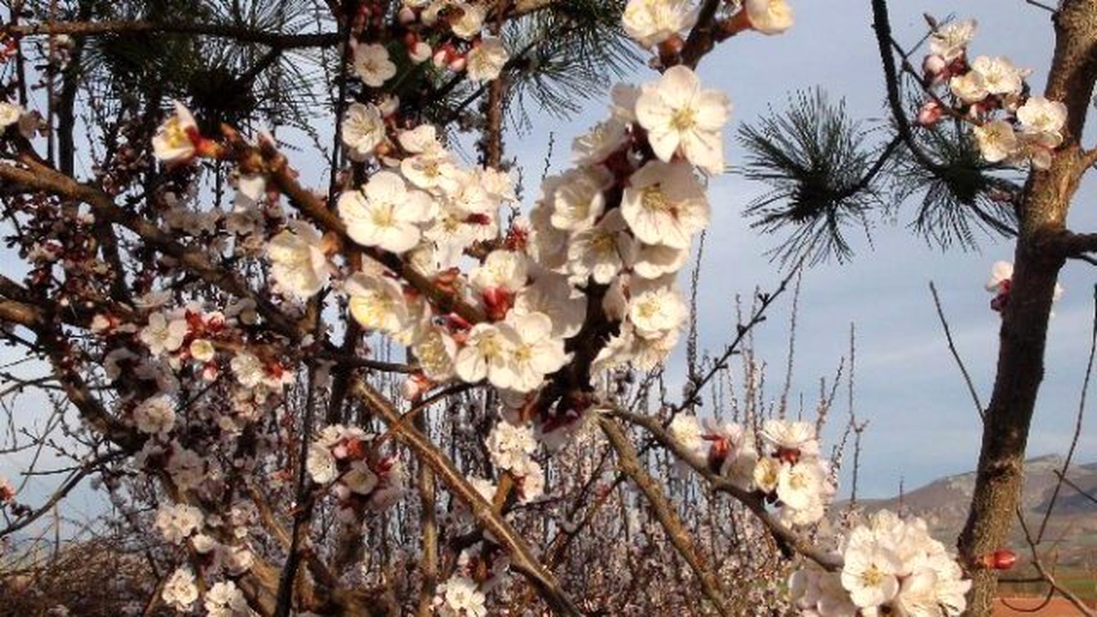 Yozgat\'ta Erken Gelen Baharla Ağaçlar Çiçek Açtı