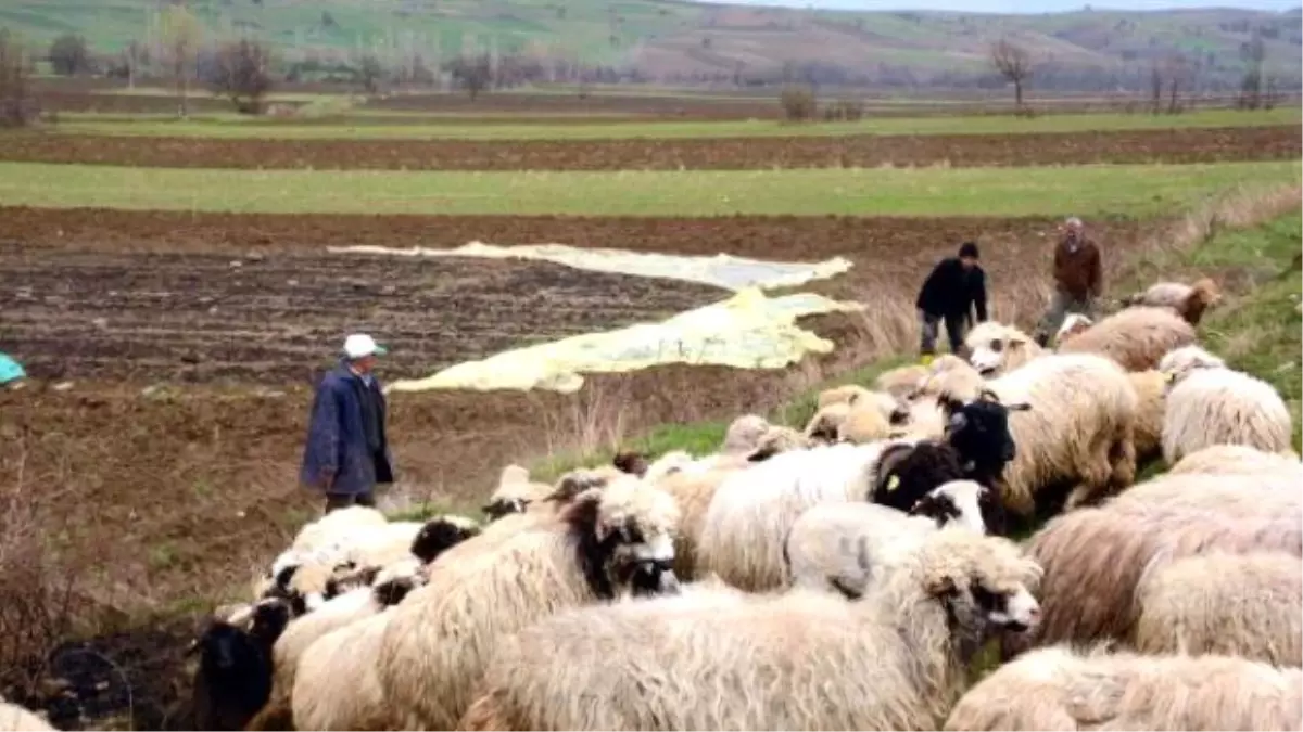 207 Koyunu Yangında Telef Oldu, Birlik 200 Küçükbaş Hayvan Verdi