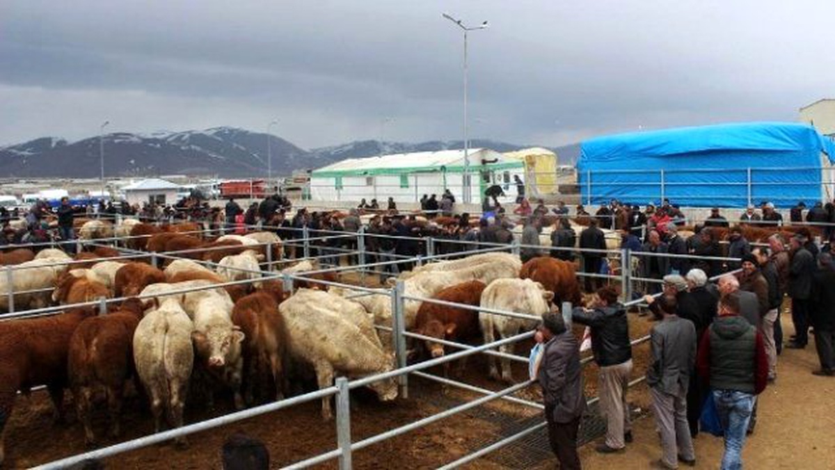 Hayvan Yetiştiricilerine Yüzde 80 Hibe Desteği
