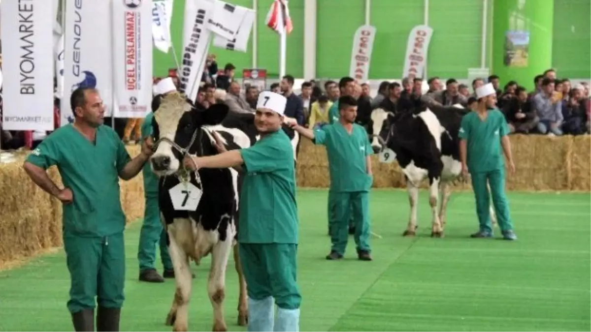 Konya\'da Damızlık İnek Güzellik Yarışması Düzenlendi