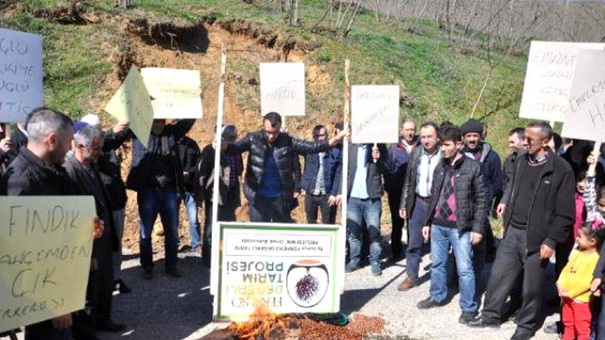 Düşen Fiyatları Protesto İçin Fındık Yaktılar