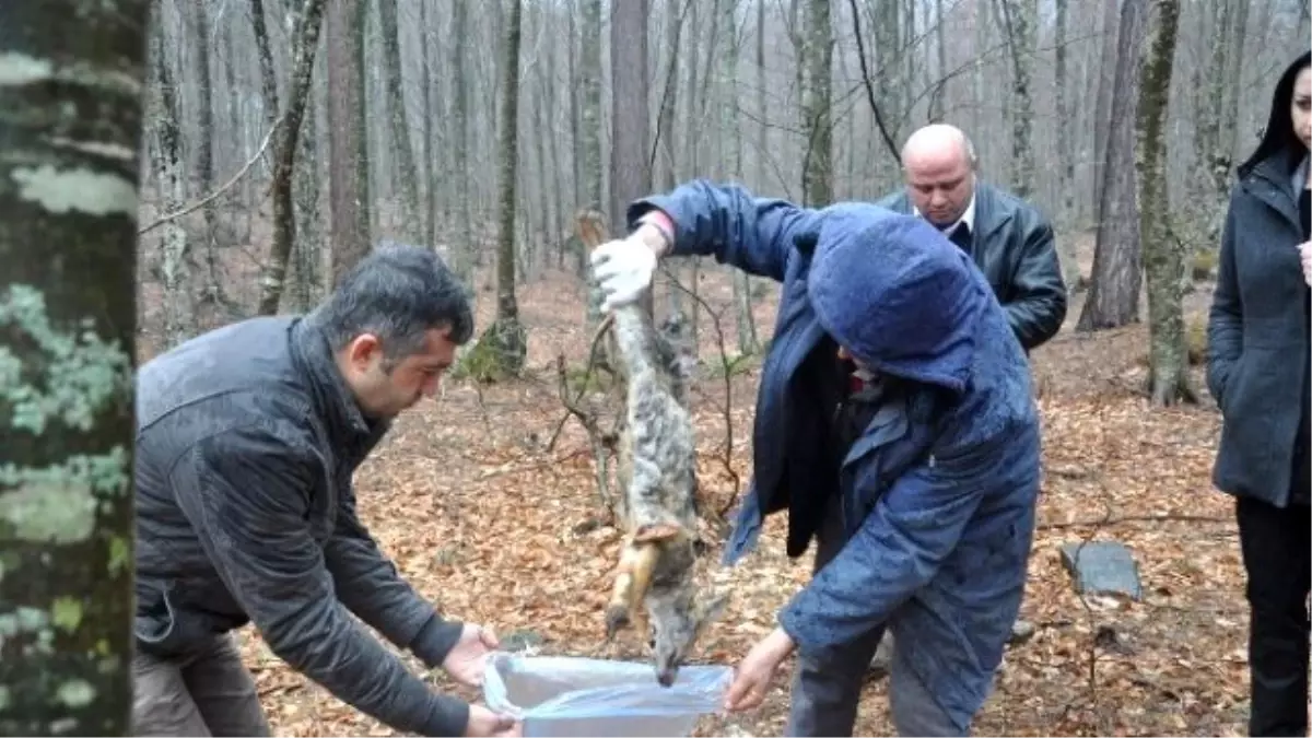 Hayvan Katliamına Tepkiler Dinmiyor