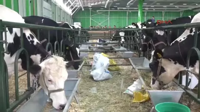 konya da inek guzellik yarismasi duzenlendi