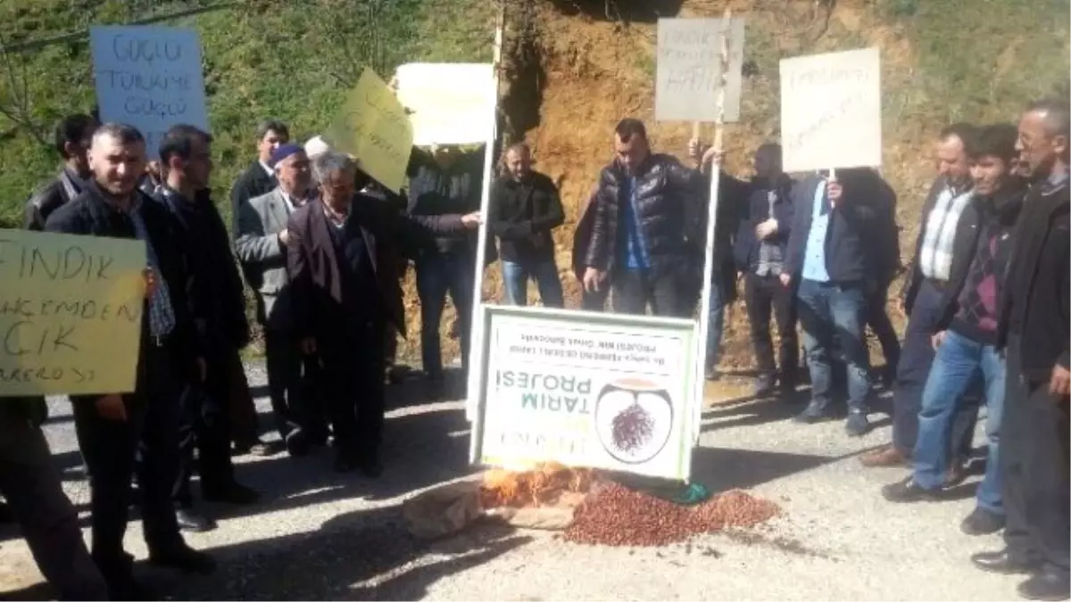 Köylülerden Fındık Fiyatları Protestosu