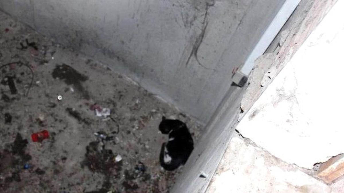 Tekirdağ\'da Kedi Kurtarma Operasyonu