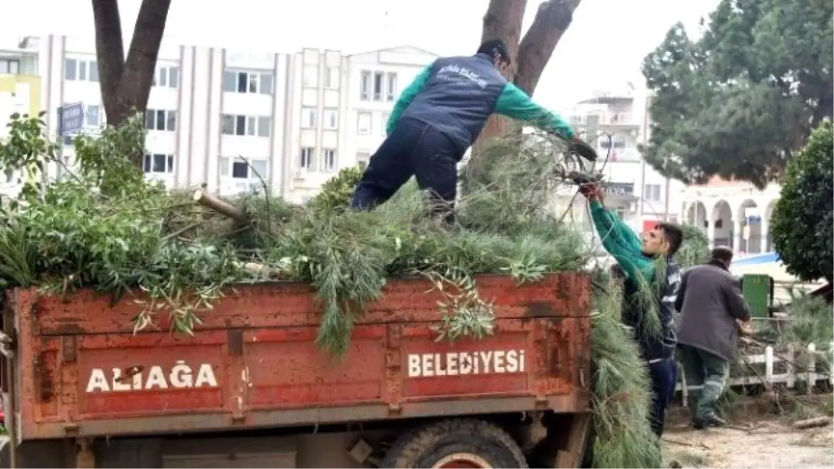 Aliağa\'da Ağaçlar Budanıyor