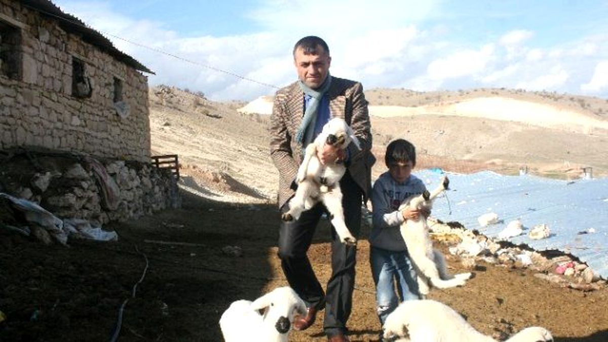 Baharın Müjdecisi Kuzular Doğmaya Başladı