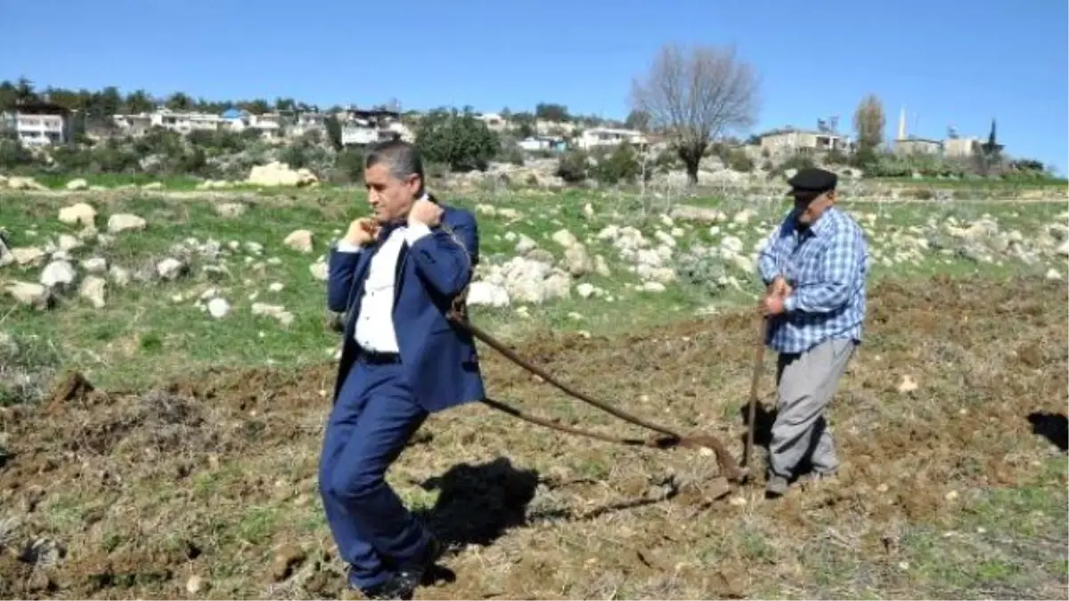 Aydın Aydın, Farkındalık İçin Öküz Yerine Geçip Tarla Sürdü