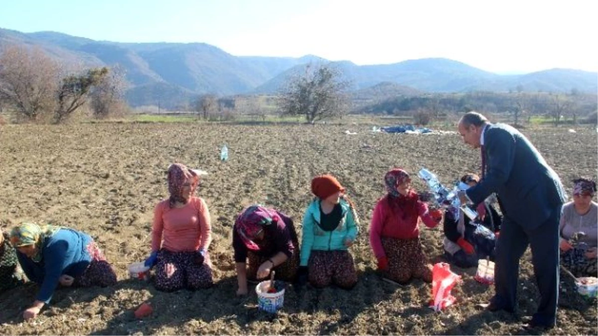 Başkan Arslan, Kadınlar Gününde Sarımsak Tarlasında Çalışan Kadınlara Pasta Kesti