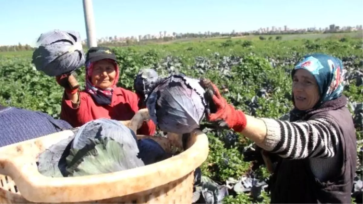 Çocuklarını Okutabilmek İçin Kadınlar Günü\'nde Bile Çalıştılar