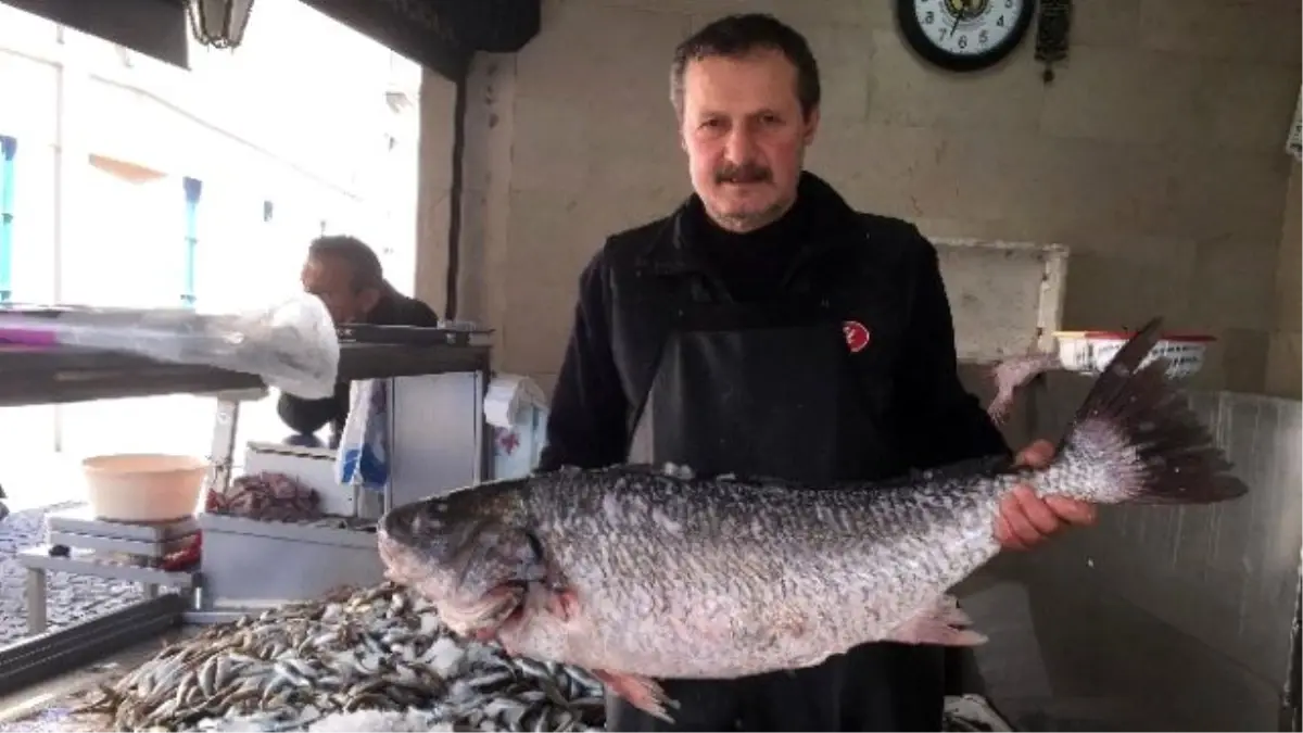 Ordu\'da Dev Minekop Görenleri Şaşırttı