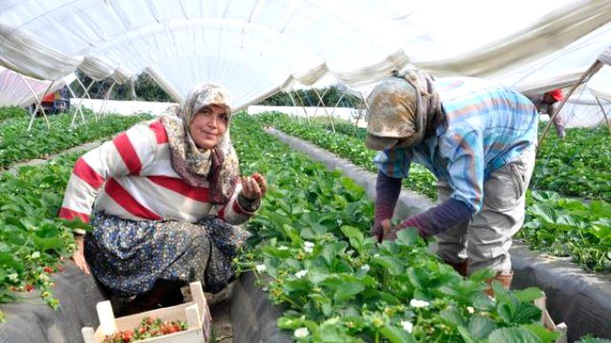 Sultanhisar\'da Turfanda Çilek Hasadı Başladı